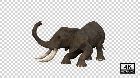 Elephant Death Angle View alt