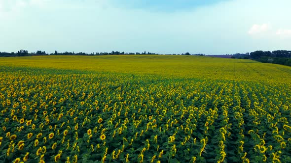 Sunflower Flowers Close Up alt