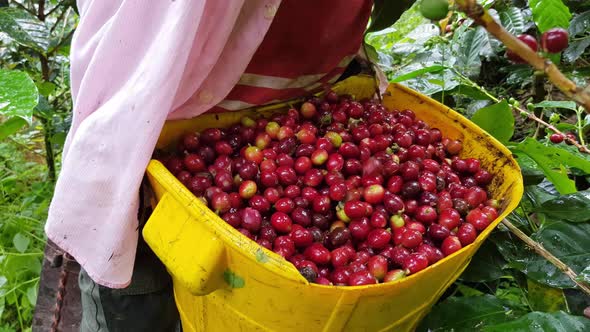 Collecting Coffee In Basket  alt