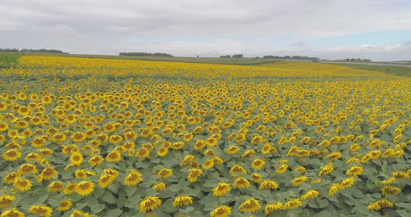 Sunflower field on a cloudy day alt