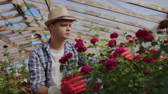 Greenhouse with Growing Roses Inside Which A Male Gardener in a Hat Inspects Flower Buds and Petals alt