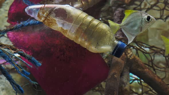 Plastic bottle with fish, pollution that floats in the ocean.