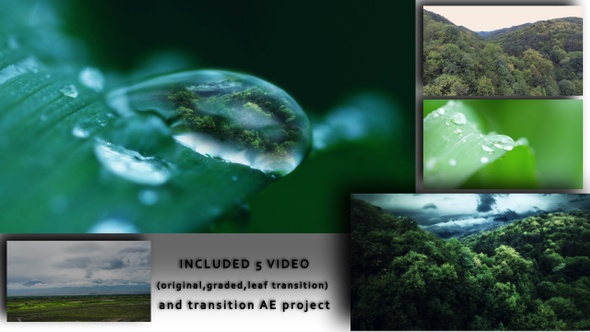 Water Drop On Leaf and Aerial Forest alt