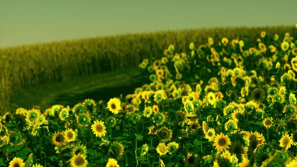 Field of Blooming Sunflowers on a Background Sunset alt