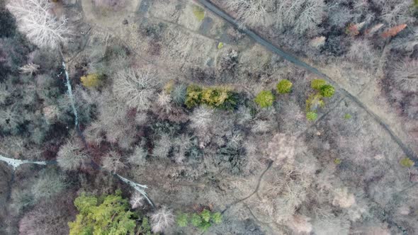 Spring bare trees, botanic look down aerial view