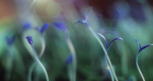 Blue Plants Growing Spring Time Lapse Future Futuristic Planet Magic World Germination
