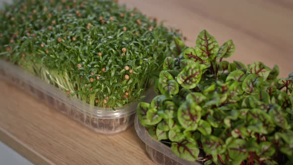Healthy Food Juicy Fresh Microgreens in Plastic Containers in an Apartment alt
