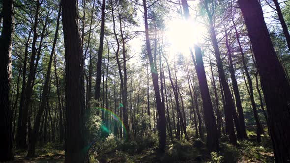 Slowly moving around a forest at sunrise