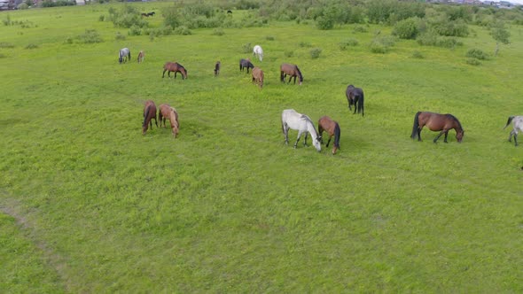 A Herd of Horses Graze in a Green Meadow Along the River