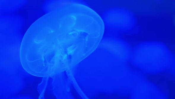 Jellyfish Medusa Underwater