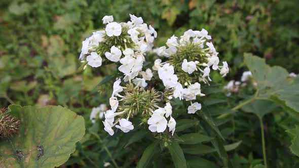 Beautiful Summer White Phlox Flowers Growing in the Garden Closeup Video
