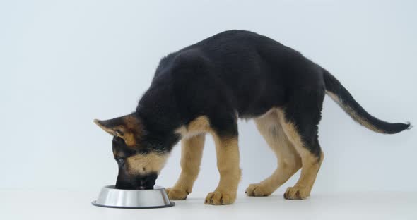 German Shepherd Puppy Eating Food From Plate alt