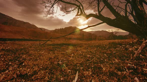 Time Lapse of Death Tree and Dry Yellow Grass at Mountian Landscape with Clouds and Sun Rays alt