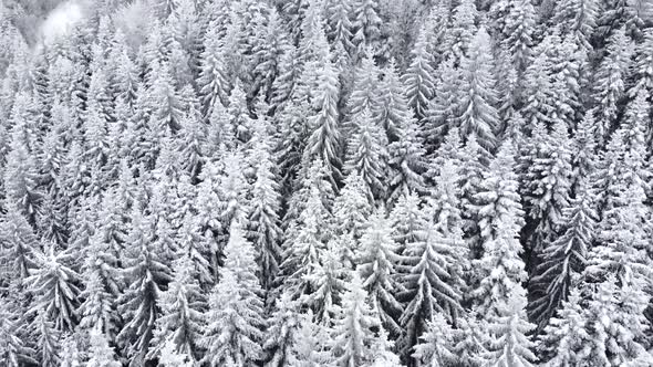 Aerial drone view of beautiful winter scenery with pine trees covered with snow.