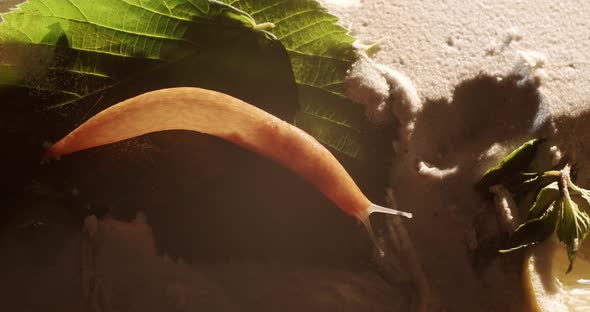 Homeless Brown Snail That Crawls Slowly on the Sand and Natural Leaves alt