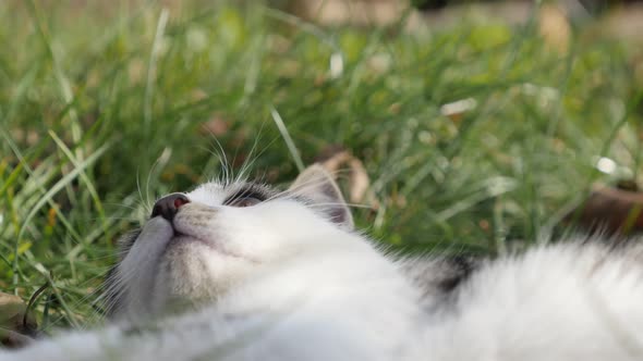 Domestic kitten rests in the field 4K 2160p 30fps UHD footage - Felis catus  pet sneaks around in th alt