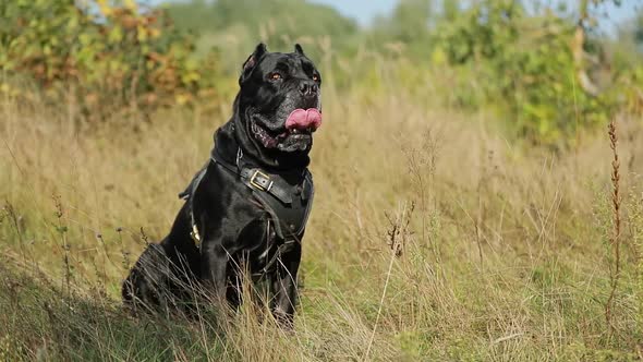 Slow Motion Of Portrait Black Cane Corso Dog Sitting Barking In Grass alt