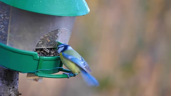 Great Tit Sits on the Bird Feeder Eats Sunflower Seeds in a Forest Nature Reserve alt