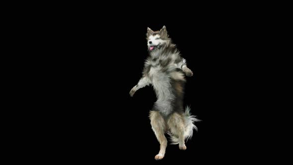 Dog Dance HD alt