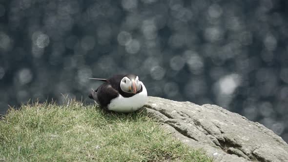 Puffin on Top of the Rock Curling Up in Slow-mo