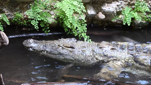 Mysterious crocodile moving backwards in water during sunny day in zoo,close up alt