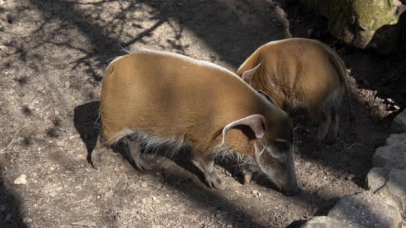 Red River Hog (Potamochoerus porcus) looking for food.  