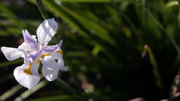 White Iris Flower Blossom Gardening in California USA