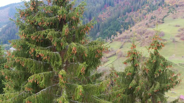 Beautiful Evergreen Spruce Trees on a Mountain Ridge in the Carpathians in Ukraine Near the Village alt