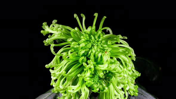 Light Green Color Flower Chrysanthemum Open Blossom and Withers in Time Lapse on a Black Background alt