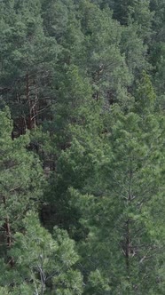 Vertical Video of Pine Forest Aerial View Slow Motion alt
