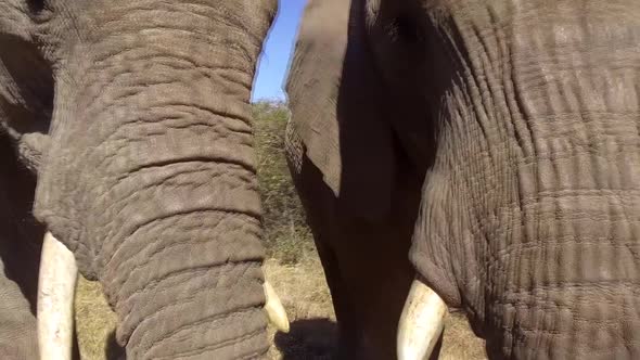 Extremely close up footage of an elephants trunk,tusks and mouth while eating. alt
