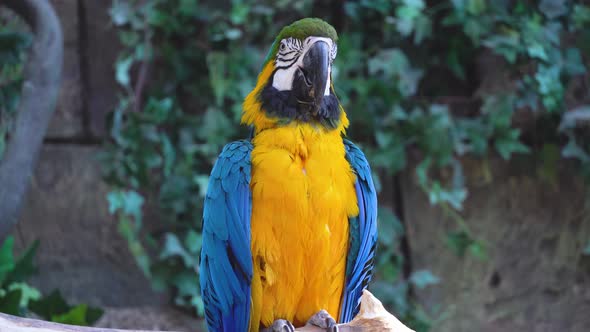 Blue and Yellow Ara Macaw Parrot Blinks His Eyes and Chirps Loudly Closeup in Jungle or Rainforest alt