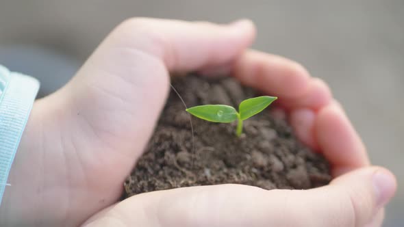 Small Green Plant Growing From Soil in a Child Hands. alt