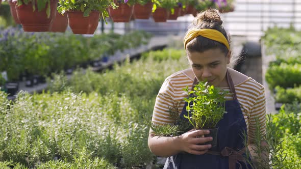 Gardener Carries Seedling of Mint and Rosemary in Greenhouse