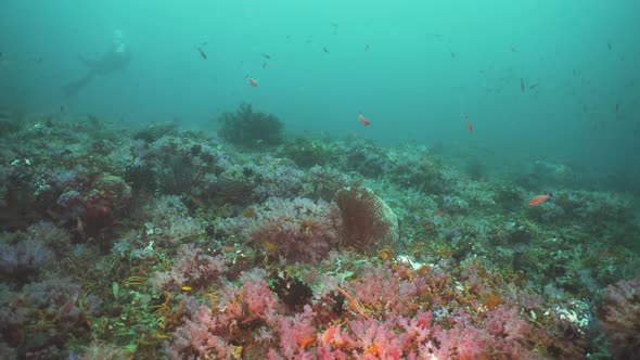 Coral Reef Tropical Fish alt