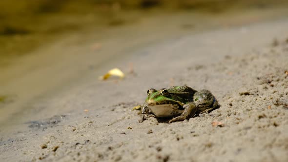 Portrait of Frog Sits on the Shore By the River Close Up alt