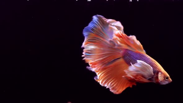 Siamese Fighting Fish Betta Splendens 22 alt