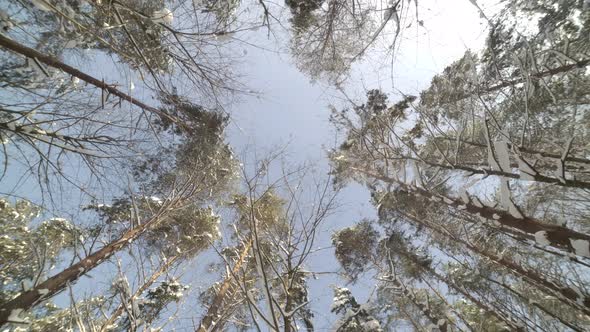 4K 50 FPS Sky Visible Through Pine Trees in the Winter Snowy Forest on a Beautiful Day (Slow Motion)
