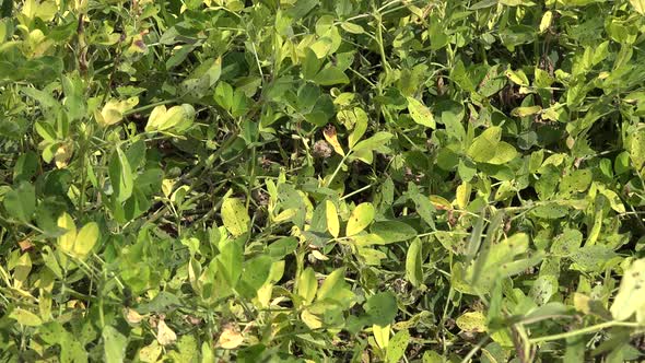 Green Yellow Leaves of Fresh Peanut Plant in Groundnut Planted Field alt