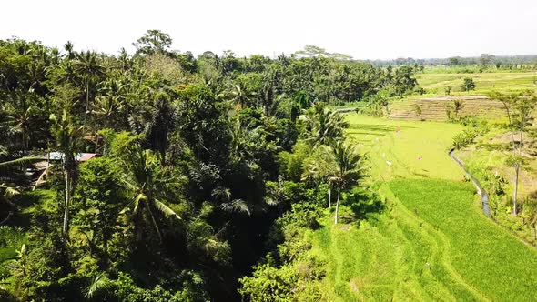 Aerial Drone Pamoramic Flight Over Rice Terraces, Bali, Indonesia