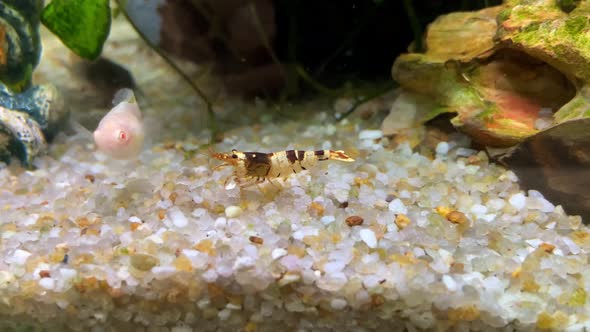 Black Taiwan Crystal Bee Shrimp walks toward an albino white female guppy on the White Gravels in a alt