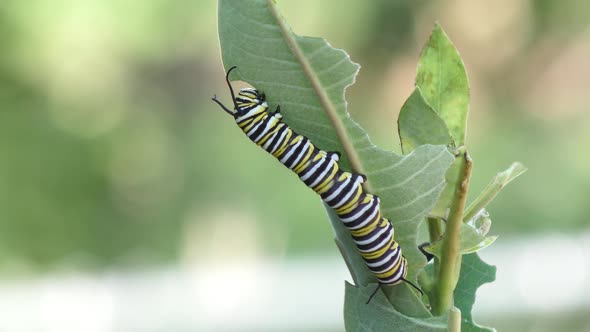 Monarch Butterfly Caterpillar Feeding On Milkweed Plant