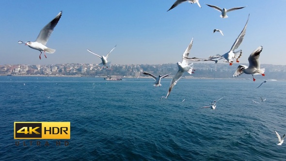 Seaguls Flying Beside Ferry