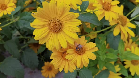 Bee Fly Near Flower