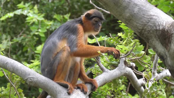 Monkey On Tree In Zoo alt