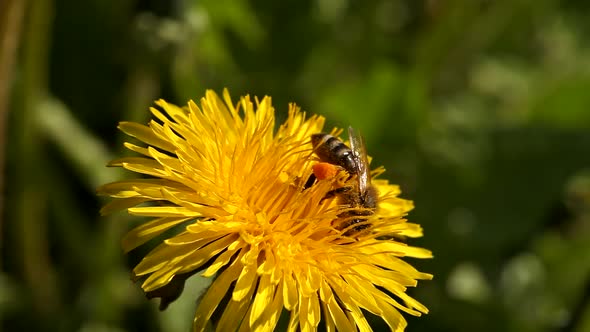 A large bee sits on a yellow dandelion and collects flower nectar for honey