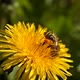 A large bee sits on a yellow dandelion and collects flower nectar for honey - VideoHive Item for Sale