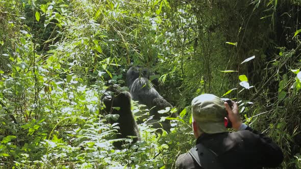 Photographer and Gorillas