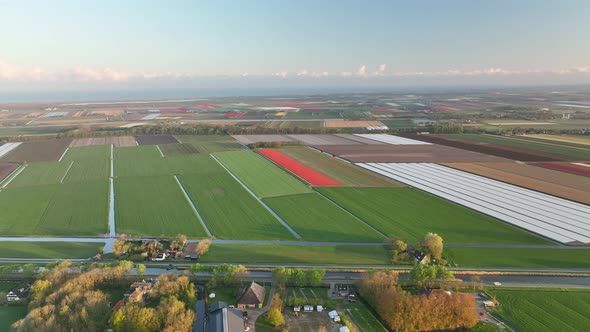 Tulip fields in The Netherlands 2 - North-Holland spring season sunrise - Stabilized droneview in 4k alt