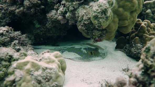 Blue Spotted Stingray